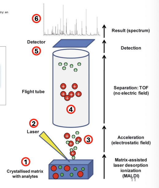 <p>Matrix-Assisted Laser Desorption Ionization - Time-of-Flight<strong> </strong>Mass Spectrometry<strong> (MALDI-TOF MS)</strong></p>
