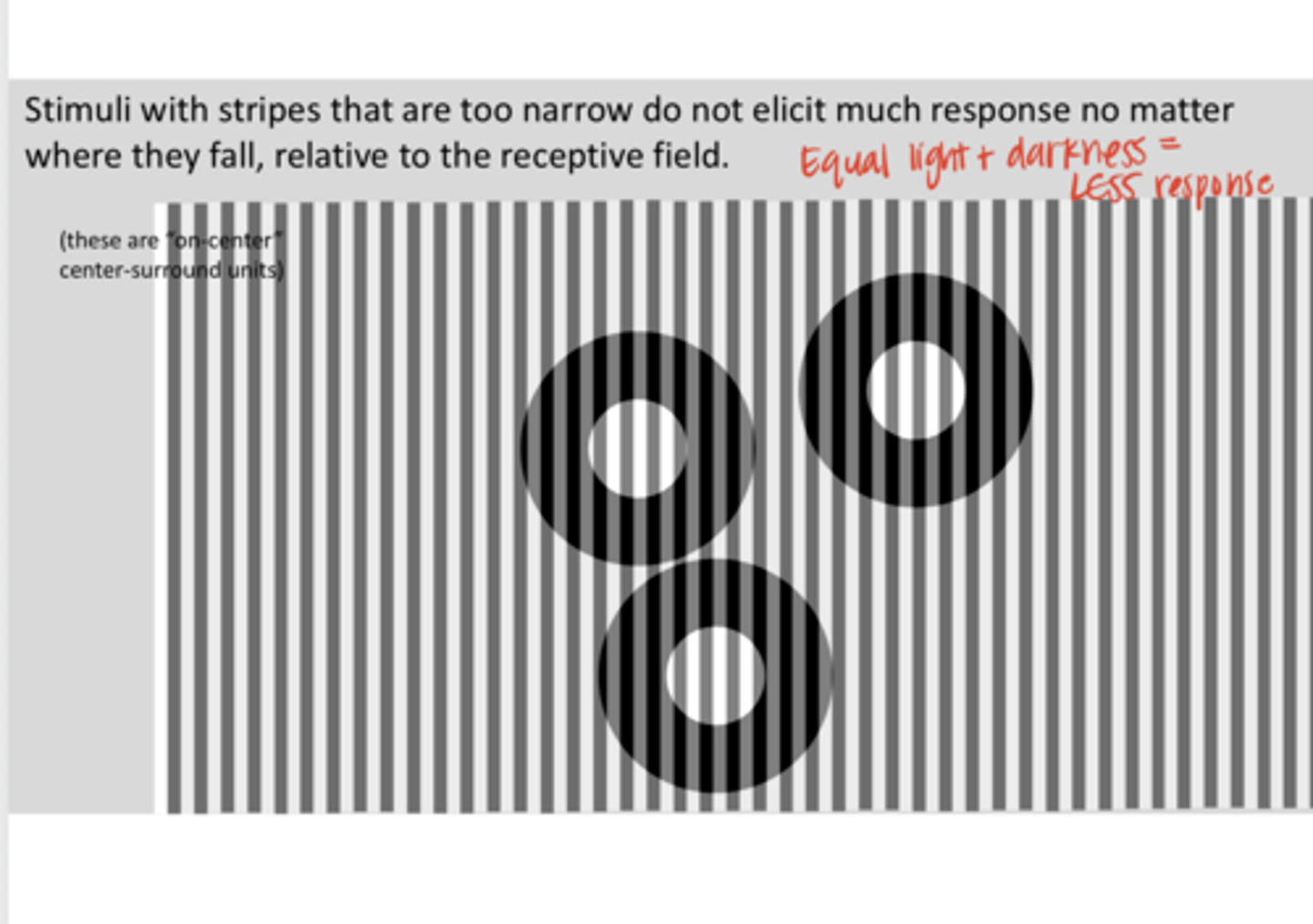 <p>True or False: </p><p>Depending on where it falls relative to a receptive field, a stimulus with narrow stripes can elicit zero response, a modest response, or a very strong response</p><p>**These are ON-center RGCs</p>