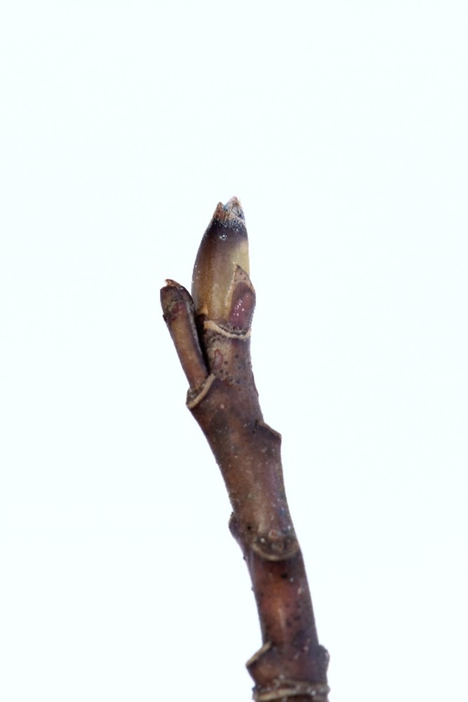 <ul><li><p>forest interior, shade intol</p></li><li><p>alt branching</p></li><li><p>eaves: entire margins, arching veins</p></li><li><p>buds: deep purple / brown, small, pointy</p></li><li><p>twigs: dark, slender, turn orange when die</p></li><li><p>repro: blue / black berry</p></li></ul>