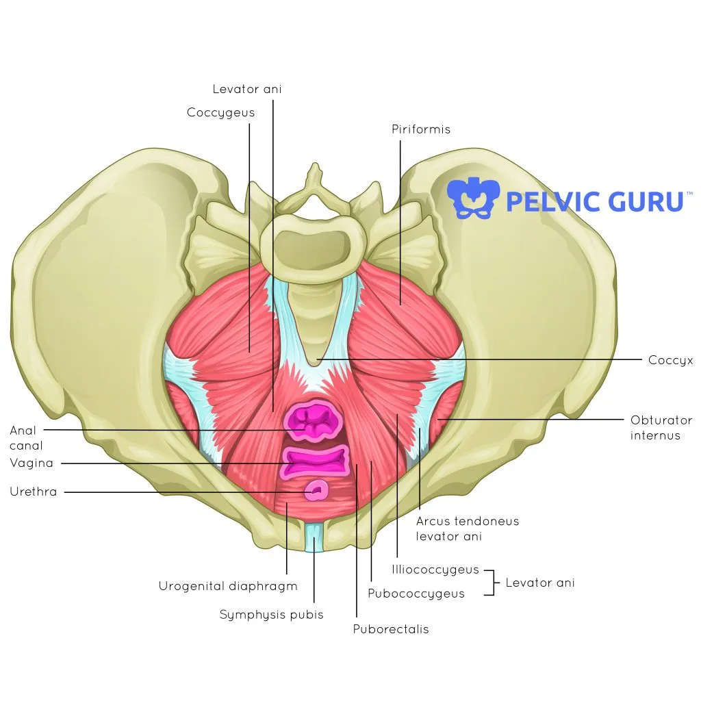 <p>C. Levator ani</p><p><strong>levator ani</strong> muscle forms the main part of the pelvic floor and lies immediately lateral and inferior to the rectal ampulla</p><ul><li><p>supports the rectum and surrounds the anal canal</p></li></ul><p></p>