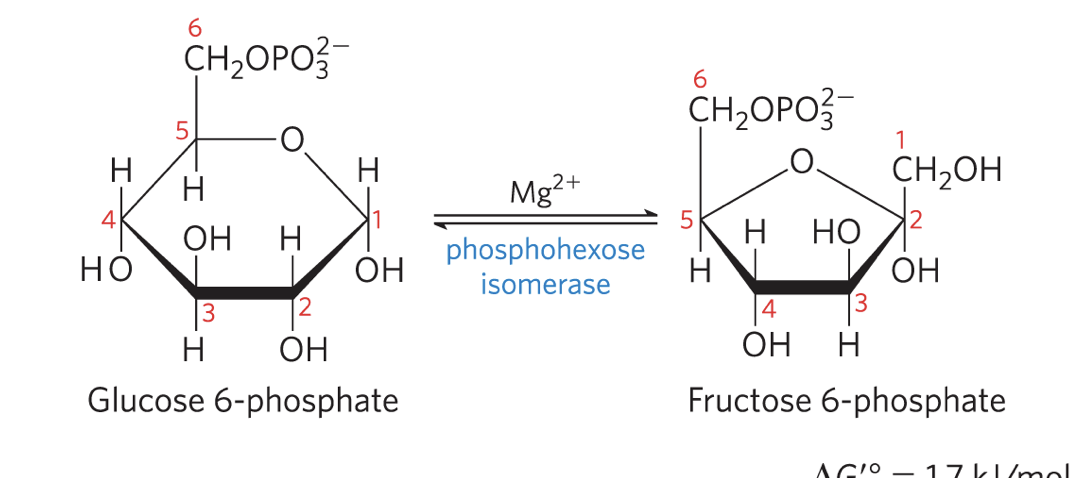 <p><strong>phosphohexose isomerase</strong> (phosphoglucose isomerase) catalyzes the reversible isomerization of glucose 6-phosphate to fructose 6-phosphate</p><ul><li><p>mechanism involves an enediol intermediate</p></li><li><p>reaction readily proceeds in either direction</p></li><li><p>reversible</p></li></ul><p></p>