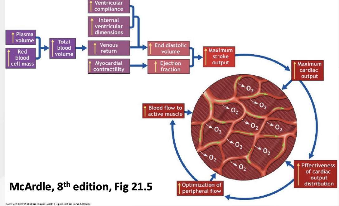 <p>Increasing oxygen delivery to muscle</p><p></p>