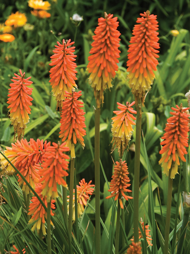 Common Torch Lily