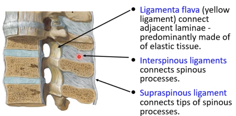 <p>-connect spinous processes of adjacent vertebra</p>