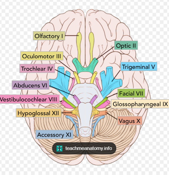 knowt flashcard image