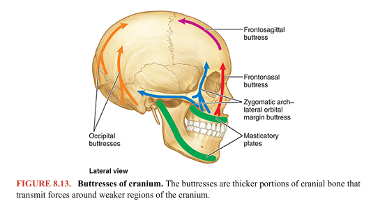 <p>The walls of the cranial cavity vary in thickness in different regions. They are usually thinner in females than in males and are thinner in children and elderly people. The bones tend to be thinnest in areas that are well covered with muscles, such as the squamous part of the temporal bone (Fig. 8.11). Thin areas of bone can be seen radiographically (Fig. 8.5) or by holding a dried cranium up to a bright light. Most bones of the calvaria consist of internal and external tables of compact bone, separated by diploë (Figs. 8.5 and 8.11). The diploë is cancellous bone containing red bone marrow during life, through which run canals formed by diploic veins. The diploë in a dried calvaria is not red because the protein was removed during preparation of the cranium. The internal table of bone is thinner than the external table, and in some areas, there is only a thin plate of compact bone with no diploë. The bony substance of the cranium is unequally distributed. Relatively thin (but mostly curved) flat bones provide the necessary strength to maintain cavities and protect their contents. However, in addition to housing the brain, the bones of the neurocranium (and processes from them) provide proximal attachment for the strong muscles of mastication that attach distally to the mandible. Consequently, high compressive forces occur across the nasal cavity and orbits that are sandwiched between. Therefore, thickened portions of the cranial bones form stronger pillars or buttresses that transmit forces, bypassing the orbits and nasal cavity (Fig. 8.13). The main buttresses are the frontonasal buttress, extending from the region of the canine teeth between the nasal and the orbital cavities to the central frontal bone, and the zygomatic arch–lateral orbital margin buttress from the region of the molars to the lateral frontal and temporal bones. Similarly, occipital buttresses transmit forces received lateral to the foramen magnum from the vertebral column. Perhaps to compensate for the denser bone required for these buttresses, some areas of the cranium not as mechanically stressed become pneumatized (air filled).</p>