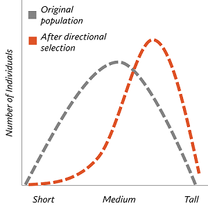<p>Natural selection  where an extreme phenotype is favored</p>