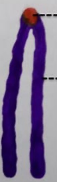 <p><strong>Chromosome Types:</strong> <em>Centromere Position</em></p><ul><li><p>Centromere at the <strong>terminal end</strong></p></li><li><p>Not found in humans</p></li></ul>