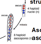 <p>4 haploid (n) nuclei divide and produce 8 haploid ascospores (n)</p>