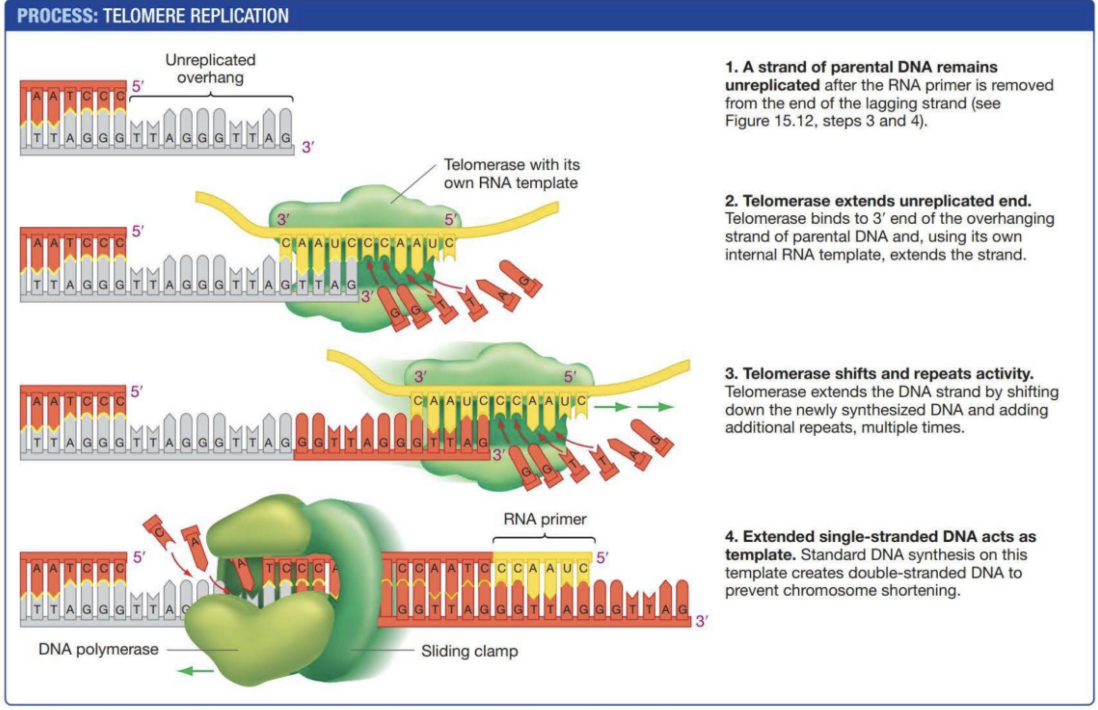 <p>An enzyme with an internal RNA template to synthesize telomeres on a strand of DNA. DNA polymerase then synthesizes the complimentary strand to form a base paired double helix. Not all cells have this so DNA will eventually shorten causing genetic damage.</p>