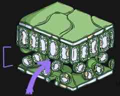 <p>what is this part of the leaf called and what is its function?</p>