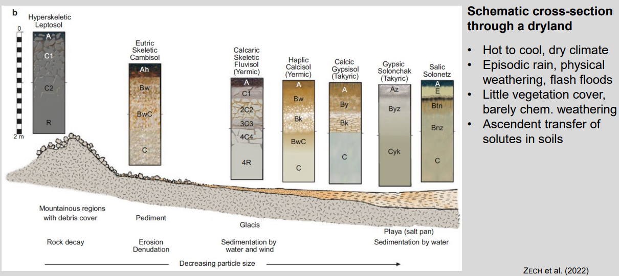 <ul><li><p><strong>Main driver:</strong> aridity + episodic rainfall</p></li><li><p><strong>Upslope → downslope:</strong> rock weathering → erosion → sedimentation (pediment → glacis → playa)</p></li><li><p><strong>Processes:</strong> weak chemical weathering, strong physical weathering</p></li><li><p><strong>Water movement:</strong> upward capillary rise dominates</p></li><li><p><strong>Soil trend:</strong> skeletal soils → calcic/gypsic soils → saline soils</p></li></ul><p><strong>Key idea:</strong> decreasing moisture and increasing evaporation control soil development and salt accumulation along the catena.</p>