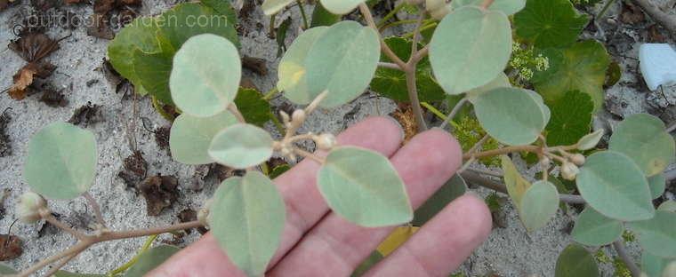 Gulf croton