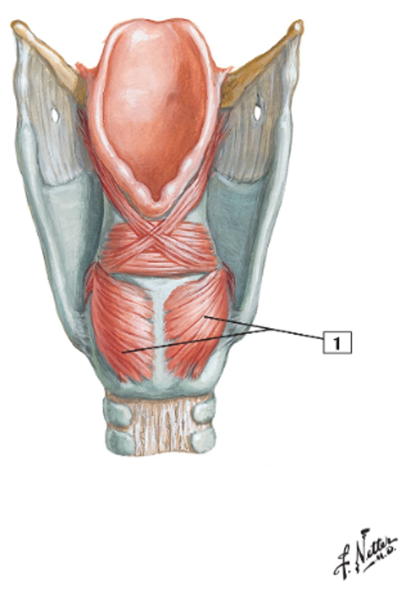 <p>the butt cheeks on the posterior side of the larynx</p>