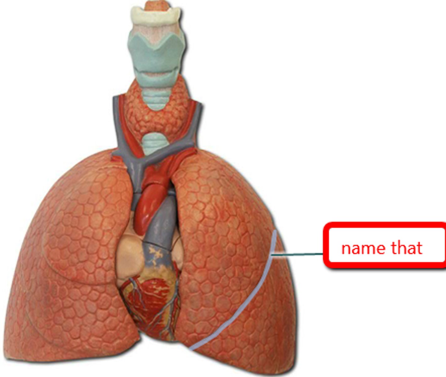 <p>The lung that has two lobes (superior and inferior) and is smaller than the right lung.</p>