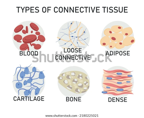 <ul><li><p>Tissue that holds other tissues together, composed of cells and a matrix.</p></li><li><p>Types: Fibrous (loose or dense), supportive (cartilage or bone), and fluid (blood or lymph)</p></li></ul><p></p>