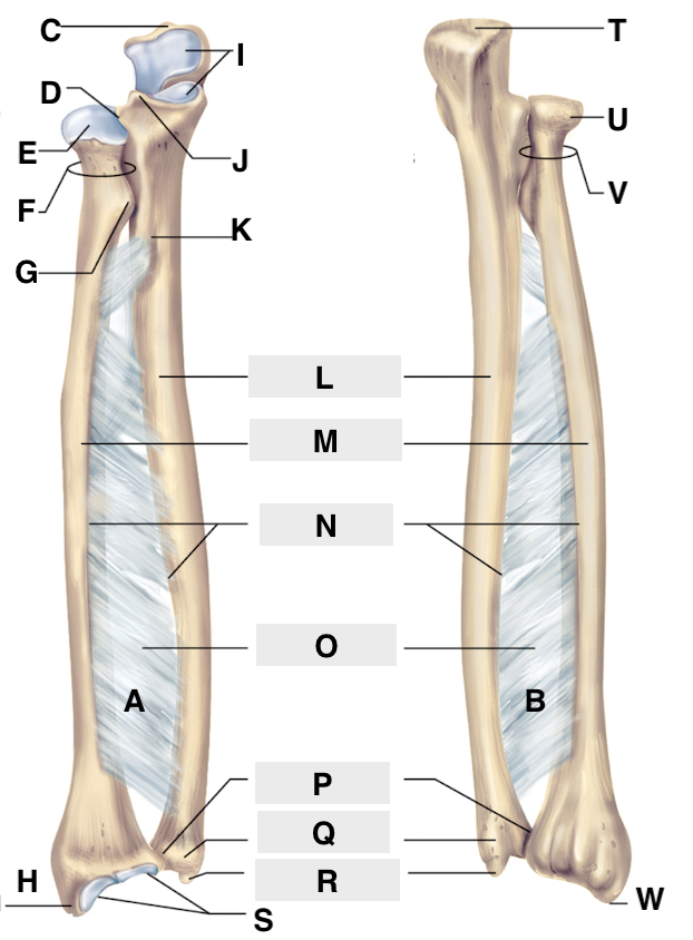 <p>Name point J.</p>