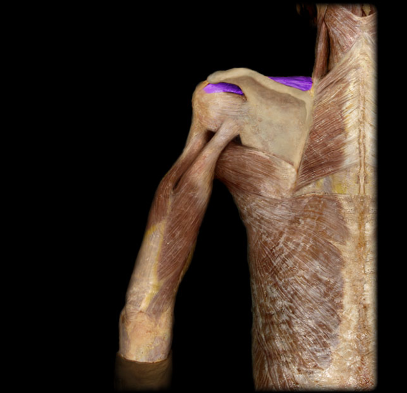 <p>Supraspinatus</p>