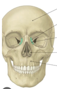 <p>form part of medial wall of orbital cavities</p>