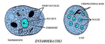 <p>Entamoeba coli (E. coli, commensal)</p>