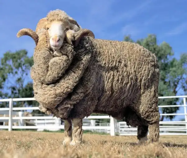 <p>Bred specifically for one gene (mutate produce 4-6 lambs)</p><p>known for high repo rate</p><p>inbreeding has cause problems</p><p>greasy fleeces</p><p>undesirable wrinkles</p><p>(<span>Babooshka)</span></p>