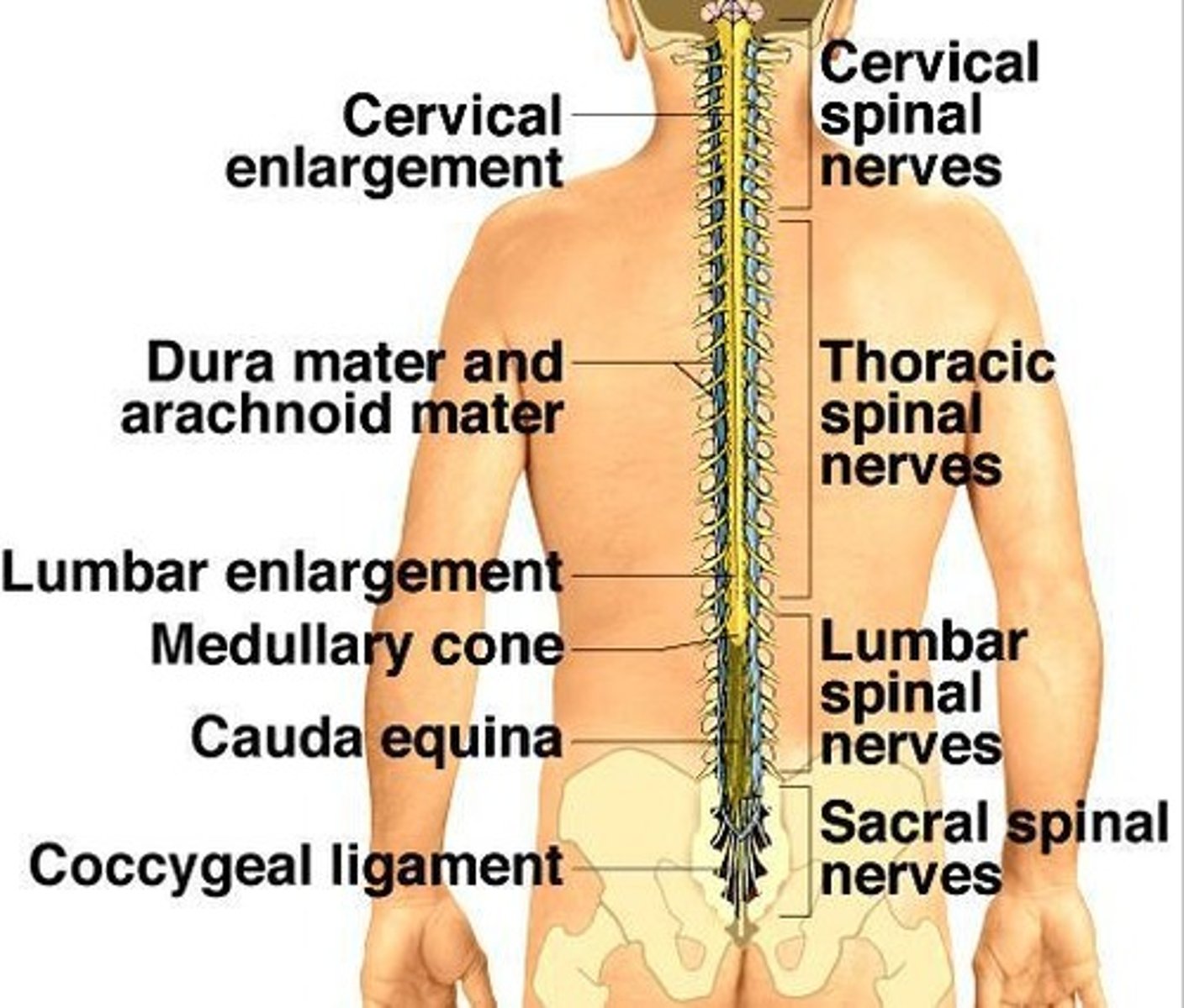 <p>Information highway between brain and torso/limbs; extends through vertebral column to L1.</p>