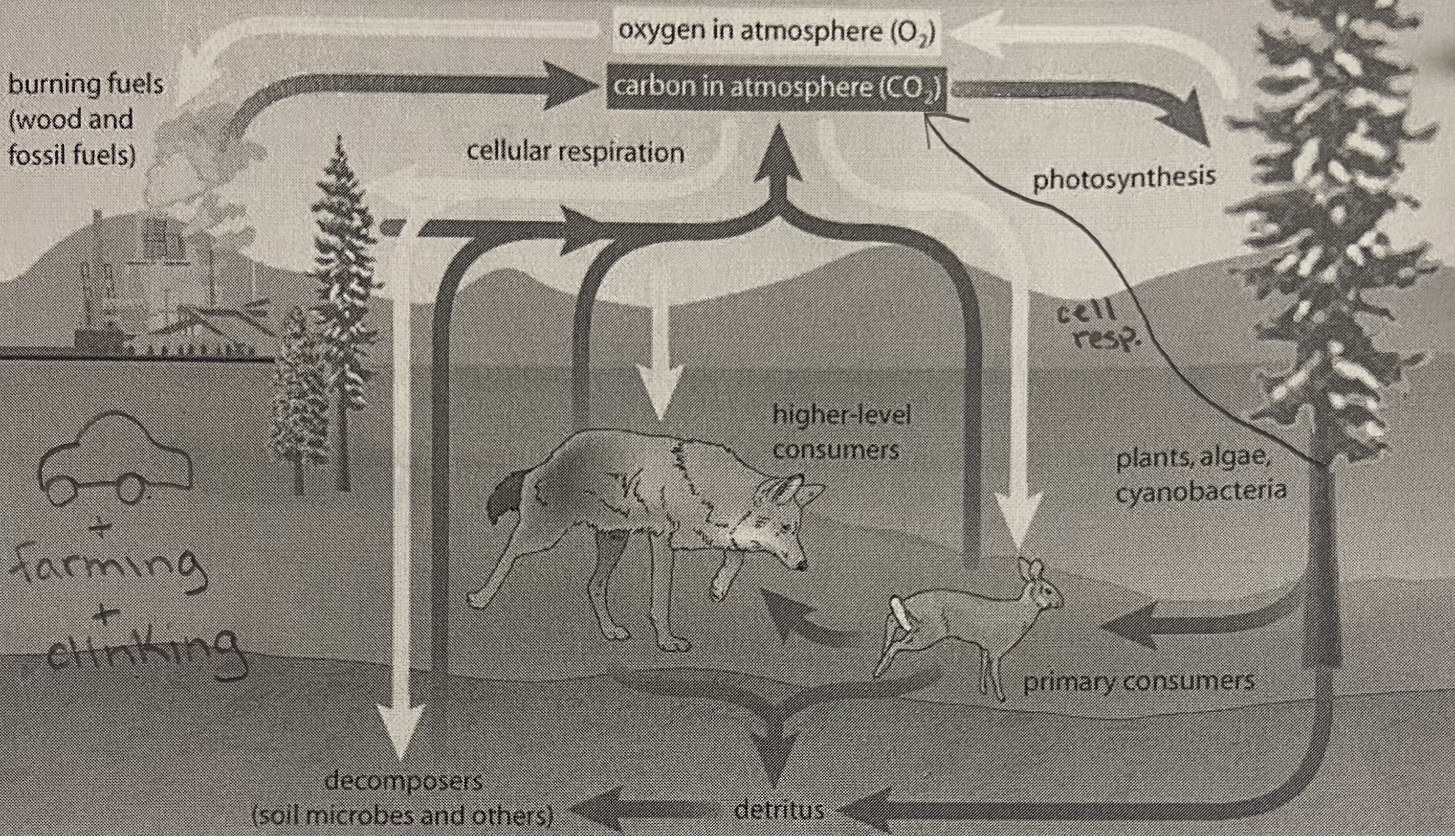 knowt flashcard image