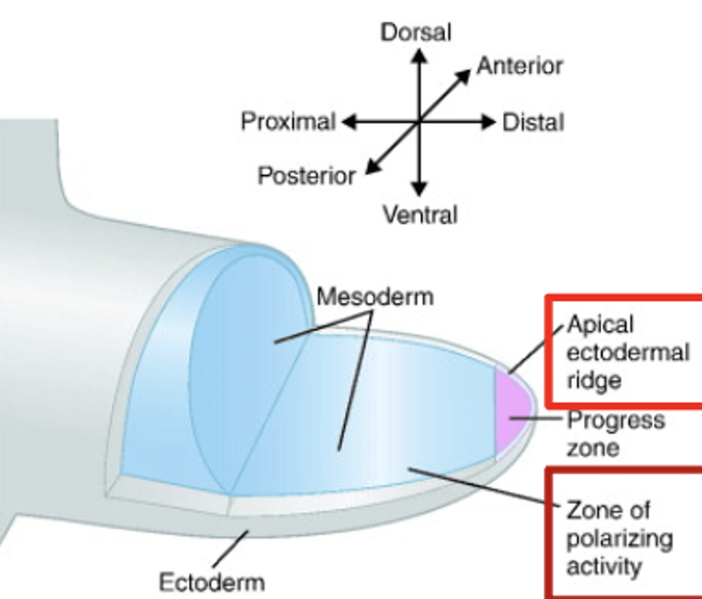 <p>apical, polarizing, thumb, finger</p>