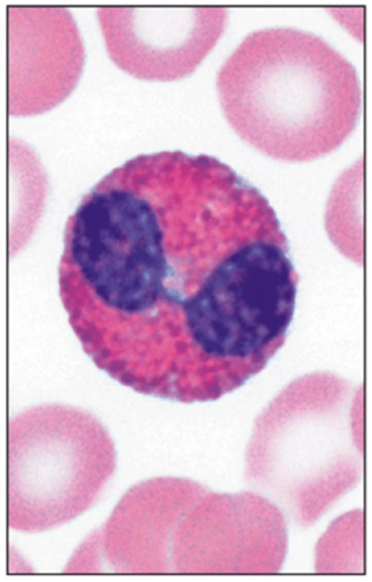 <p>reduce inflammation and assist during an asthma attack</p>