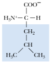 <p>What amino acid is this</p>