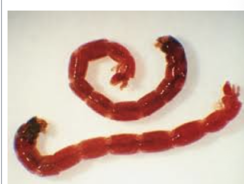 <p>importance: C4, low O2, nutrient-rich water, poor WQ</p><p>ecology: eaten by bats, birds, insects, few predators</p><p>life: CM</p><p>feeding: algae, detritus, adults do not feed</p>