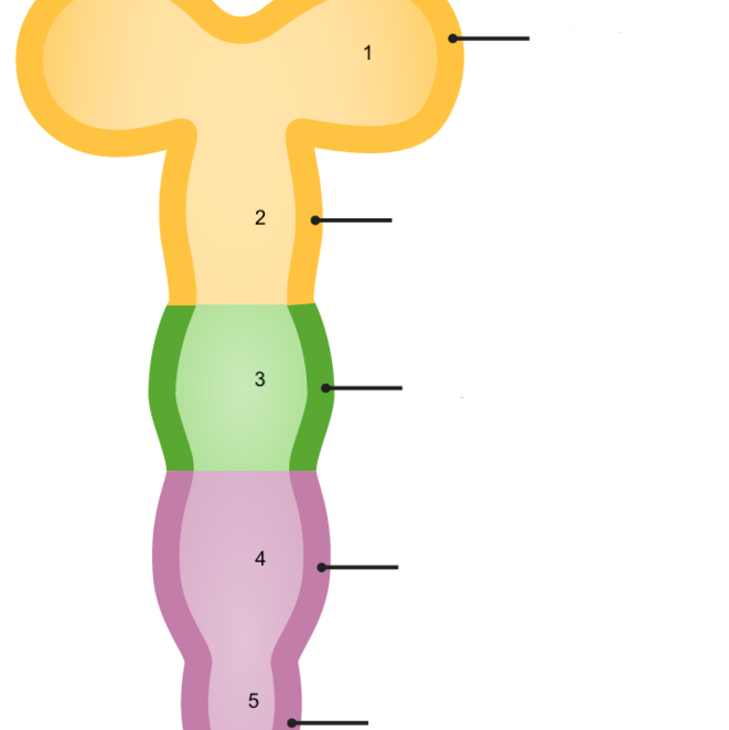 metencephalon