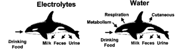 <ul><li><p>metabolism, ingesting, respiration, milk, feces, urine</p></li><li><p>ingestion, hypertonic, milk, feces</p></li></ul><p></p>