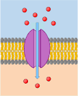 <p>what is a channel protein and how can they control the entry of sunstances </p>