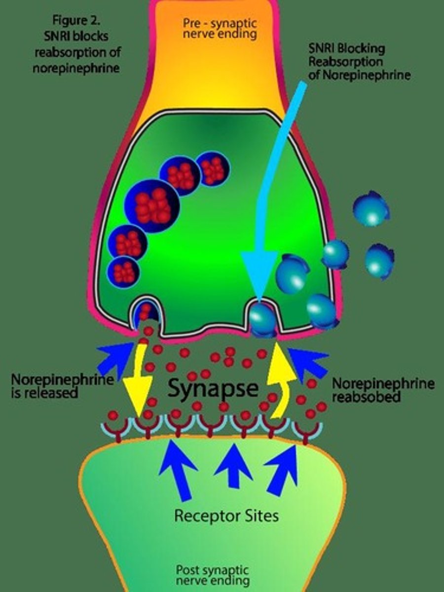 <p>Reuptake of serotonin (5-HT) &amp; norepinephrine (NE) neurons.</p>