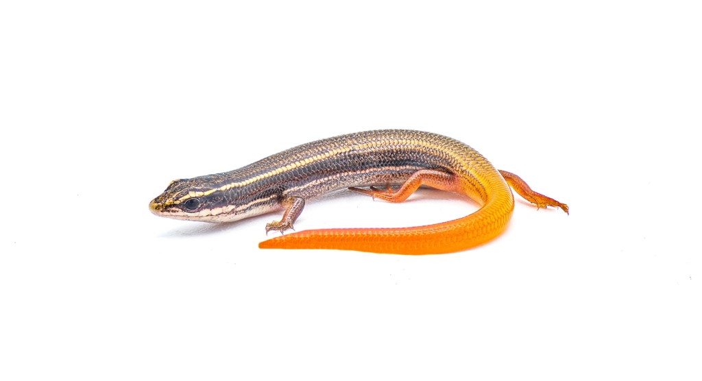 <p>Mole Skink, live in N to C FL, elongated, little striping, smaller legs relative to body, bright blue or red tail, threatened</p>