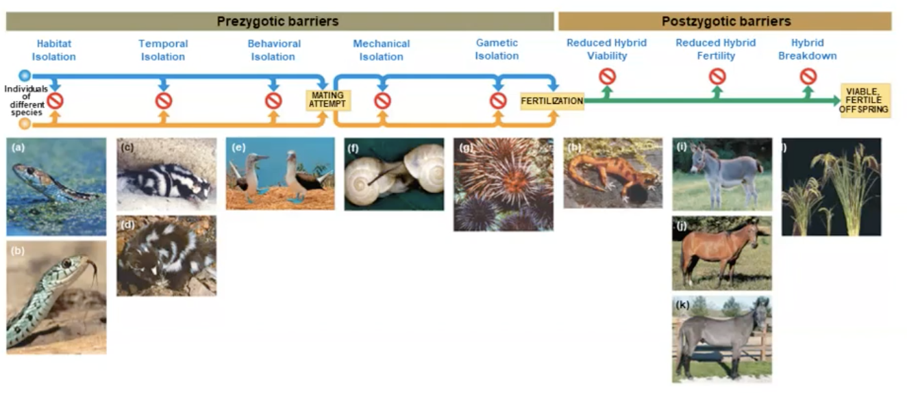 Reproductive isolation barriers