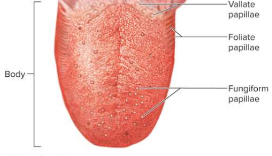 <p>Body (of the tongue)</p>