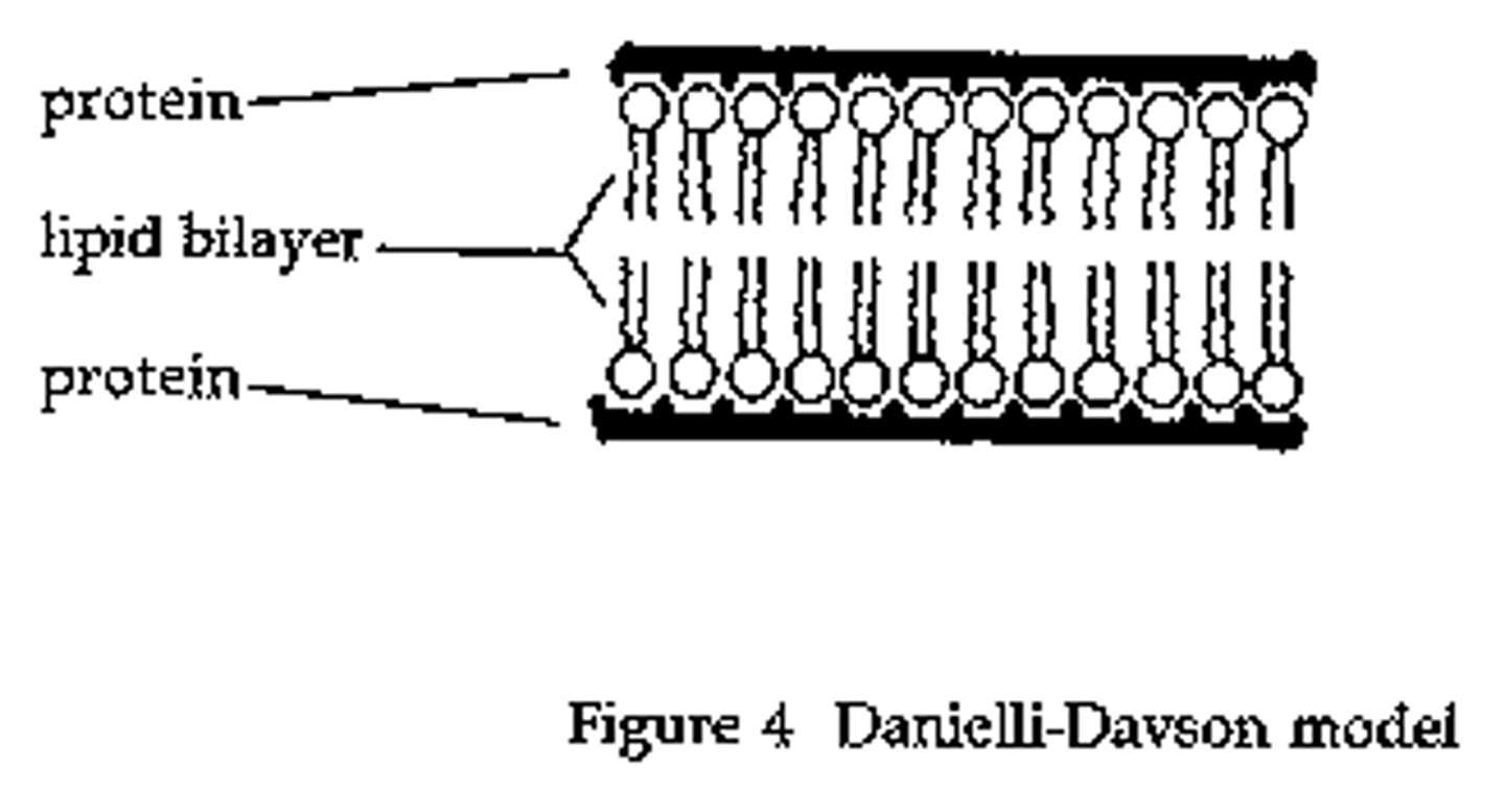 <p>Proteins hold lipid bilayer in place &amp; 'Protein lipid sandwich' model</p>