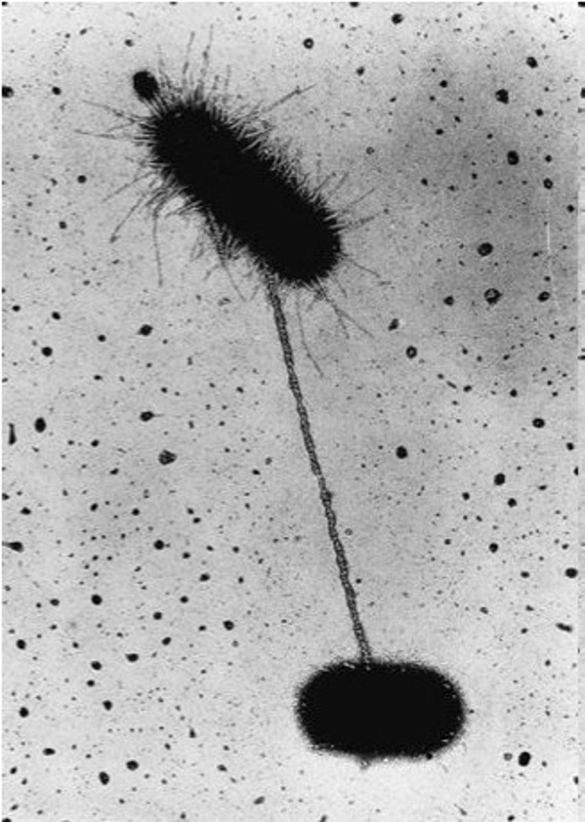 <p>unidirectional sharing of small portions of genomes between bacteria that product via binary fission. Can create big effects from small, non-sexual transfers.</p>