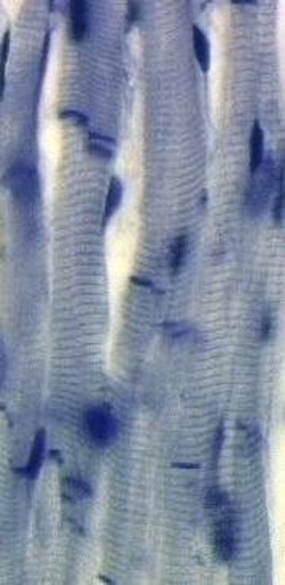 <p>Identify the tissue.</p>