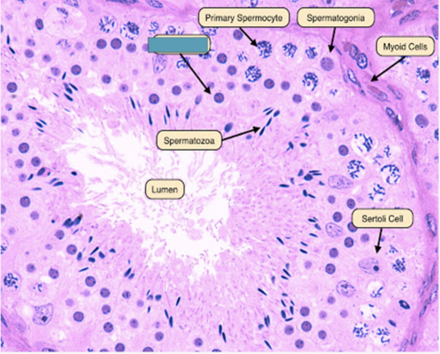 <p>Identify the cell</p>