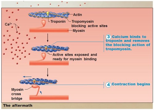events that link the action potentials on the sarcolemma to activation of the myofilaments, thereby preparing them to contract