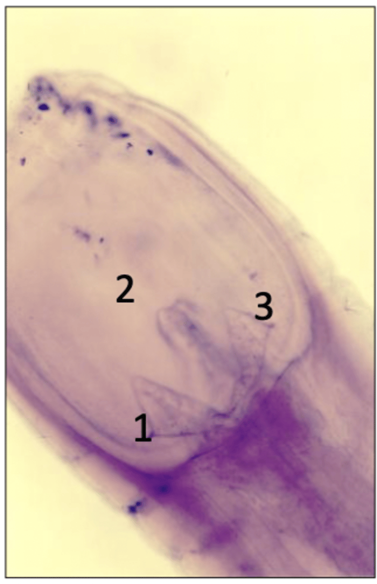 <p>What is this parasite? What characteristic/s did you use to identify it? (equine)</p>