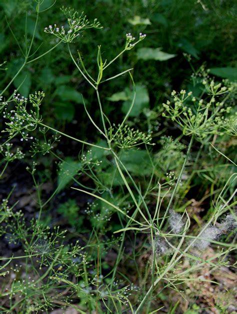 Family: Apiaceae

SN: Cynosciadium digitatum