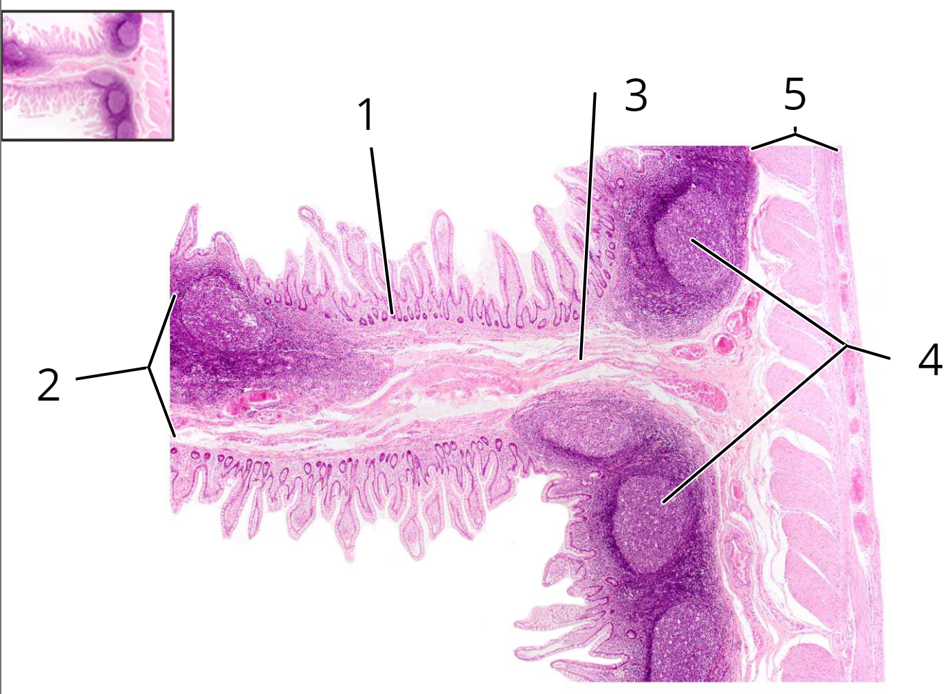 knowt flashcard image