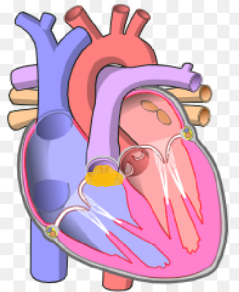 <p>What is the name the highlighted portion of the heart?</p>