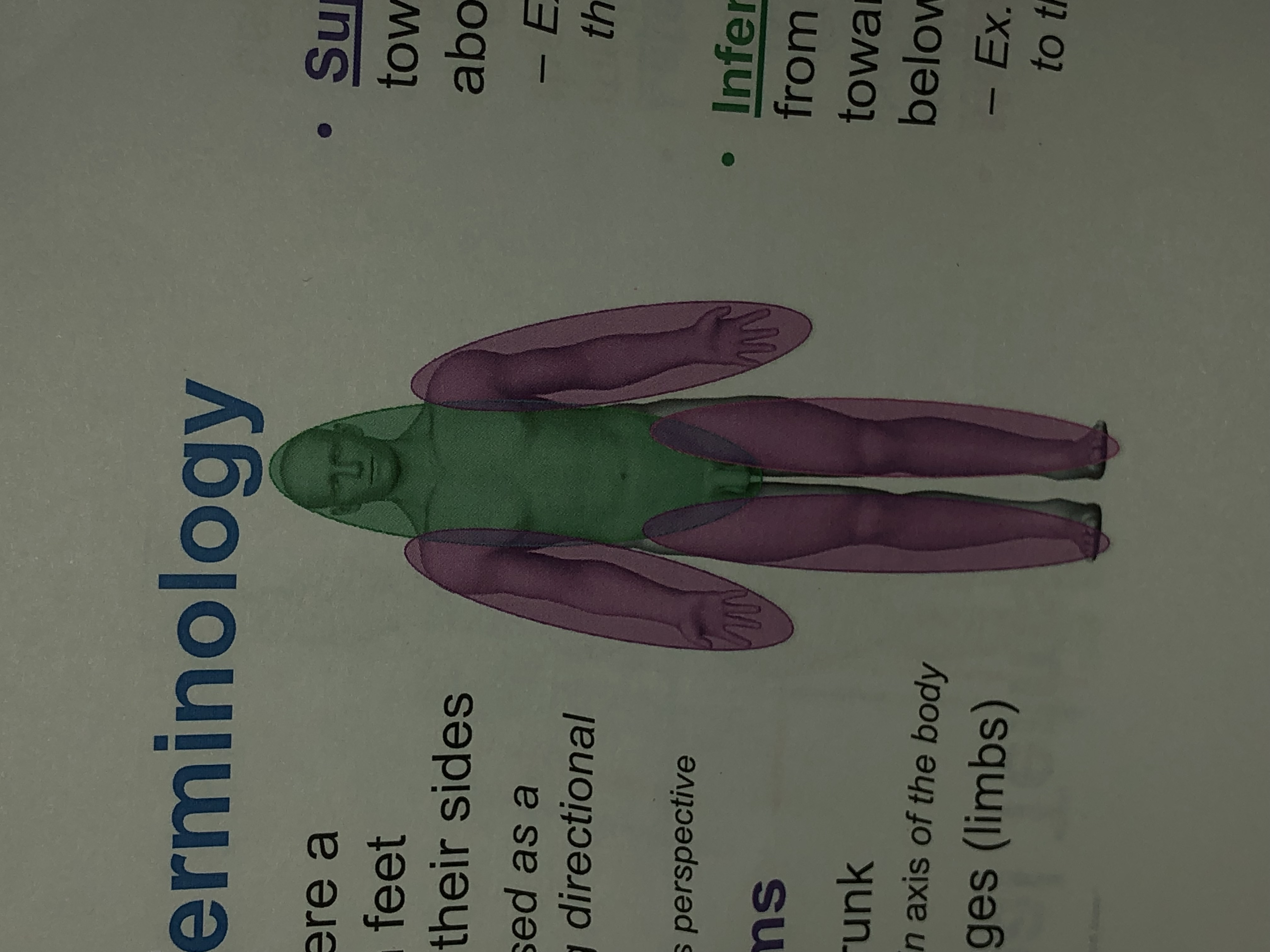 <p>Appendages ( limbs attached to the axis) </p>