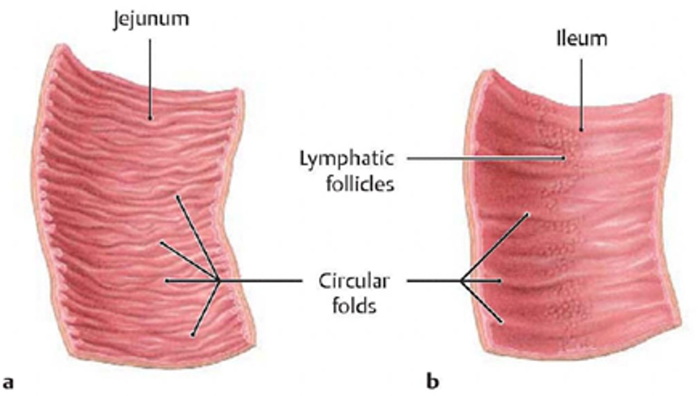 <p>More folds found in the jejunum than the ileum as there is more absorption that occurs in the jejunum</p><p>folds increase surface area for absorption</p>