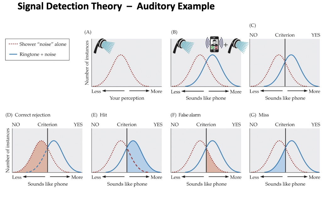 <p><u>Signal Detection Theory</u></p><p>The more widely the signal and noise curves are separated, the fewer __ the observer will make.</p><p>You can increase the distance between the signal and noise curves through training.</p>